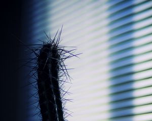 Preview wallpaper cactus, needles, plant, pot, shadow, dark