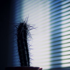 Preview wallpaper cactus, needles, plant, pot, shadow, dark