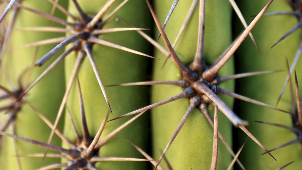 Wallpaper cactus, needles, plant, macro, green hd, picture, image