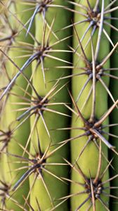 Preview wallpaper cactus, needles, plant, macro, green