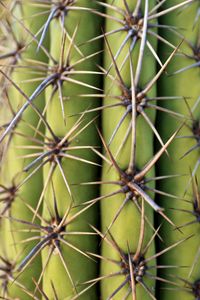 Preview wallpaper cactus, needles, plant, macro, green