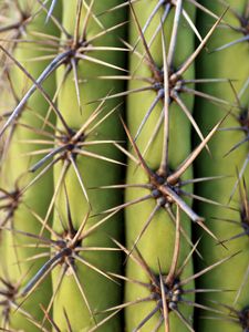 Preview wallpaper cactus, needles, plant, macro, green