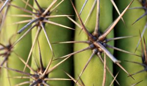 Preview wallpaper cactus, needles, plant, macro, green