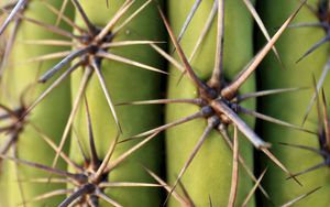 Preview wallpaper cactus, needles, plant, macro, green