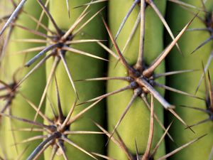 Preview wallpaper cactus, needles, plant, macro, green