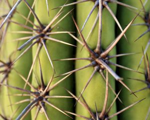 Preview wallpaper cactus, needles, plant, macro, green