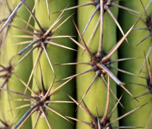 Preview wallpaper cactus, needles, plant, macro, green