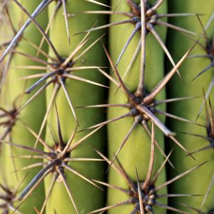 Preview wallpaper cactus, needles, plant, macro, green