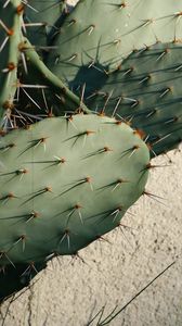 Preview wallpaper cactus, needles, plant, green, macro