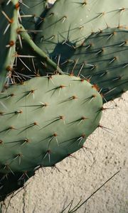 Preview wallpaper cactus, needles, plant, green, macro