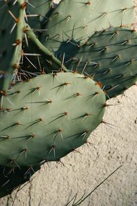 Preview wallpaper cactus, needles, plant, green, macro