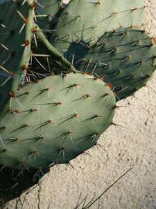 Preview wallpaper cactus, needles, plant, green, macro