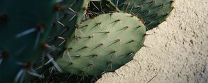 Preview wallpaper cactus, needles, plant, green, macro