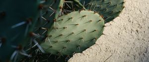 Preview wallpaper cactus, needles, plant, green, macro