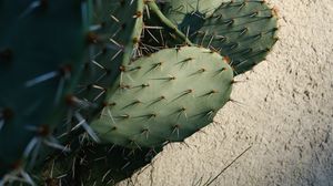 Preview wallpaper cactus, needles, plant, green, macro