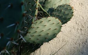 Preview wallpaper cactus, needles, plant, green, macro