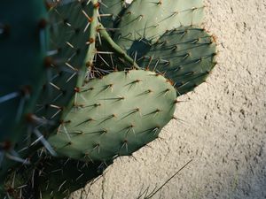 Preview wallpaper cactus, needles, plant, green, macro