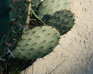 Preview wallpaper cactus, needles, plant, green, macro