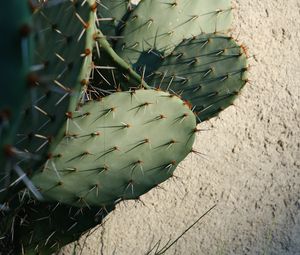 Preview wallpaper cactus, needles, plant, green, macro