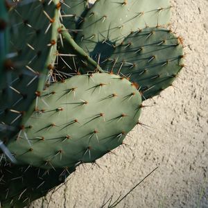 Preview wallpaper cactus, needles, plant, green, macro