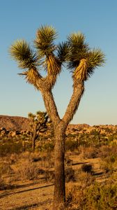 Preview wallpaper cactus, needles, plant, desert, nature