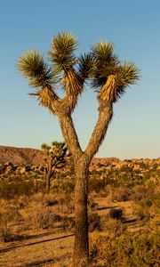 Preview wallpaper cactus, needles, plant, desert, nature