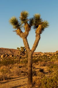 Preview wallpaper cactus, needles, plant, desert, nature