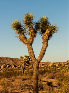 Preview wallpaper cactus, needles, plant, desert, nature