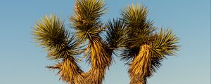 Preview wallpaper cactus, needles, plant, desert, nature