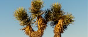 Preview wallpaper cactus, needles, plant, desert, nature