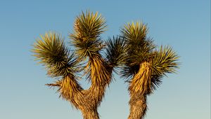 Preview wallpaper cactus, needles, plant, desert, nature