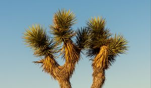 Preview wallpaper cactus, needles, plant, desert, nature