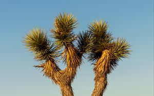 Preview wallpaper cactus, needles, plant, desert, nature