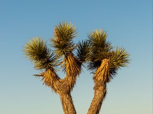 Preview wallpaper cactus, needles, plant, desert, nature