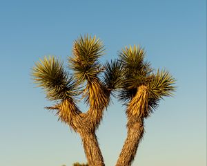 Preview wallpaper cactus, needles, plant, desert, nature