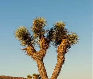 Preview wallpaper cactus, needles, plant, desert, nature