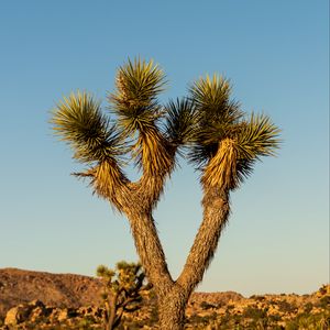 Preview wallpaper cactus, needles, plant, desert, nature