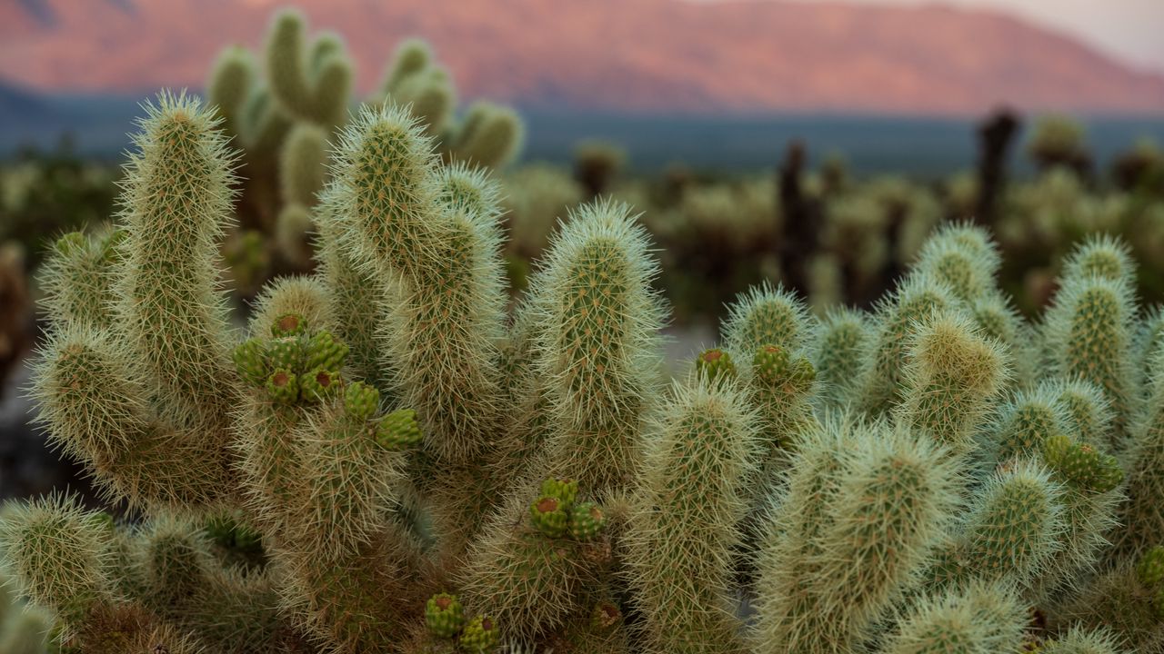 Wallpaper cactus, needles, plant, macro, desert