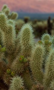 Preview wallpaper cactus, needles, plant, macro, desert