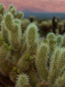 Preview wallpaper cactus, needles, plant, macro, desert