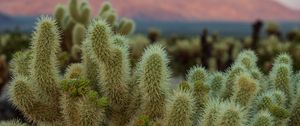 Preview wallpaper cactus, needles, plant, macro, desert