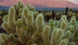 Preview wallpaper cactus, needles, plant, macro, desert