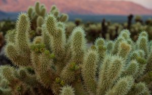 Preview wallpaper cactus, needles, plant, macro, desert