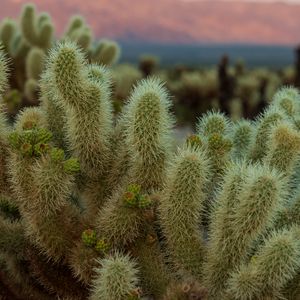 Preview wallpaper cactus, needles, plant, macro, desert