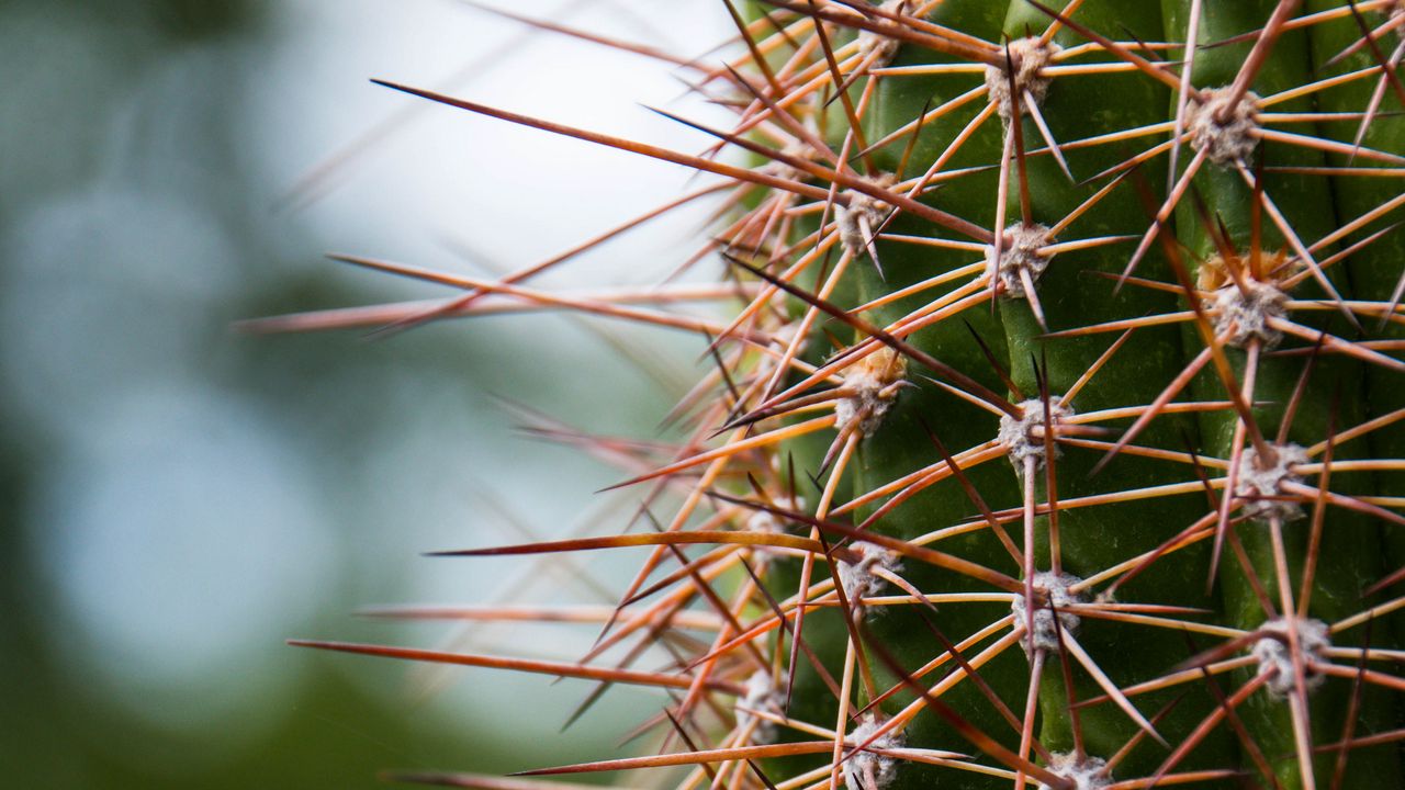 Wallpaper cactus, needles, plants, blur