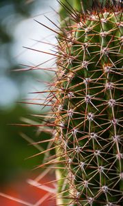 Preview wallpaper cactus, needles, plants, blur