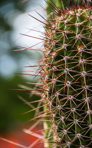 Preview wallpaper cactus, needles, plants, blur