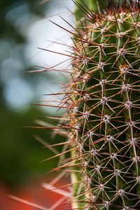 Preview wallpaper cactus, needles, plants, blur