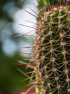 Preview wallpaper cactus, needles, plants, blur