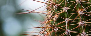 Preview wallpaper cactus, needles, plants, blur